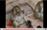 Des macaques filmés en pleine leçon d'hygiène dentaire