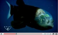 Macropinna microstoma, le poisson au crâne transparent, en vidéo