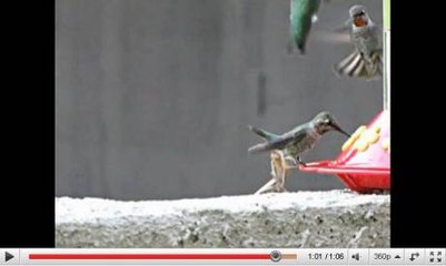 Une mante religieuse plus rapide qu'un colibri