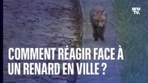 Comment réagir si l'on croise un renard en ville ?