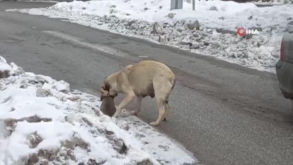 Yaramaz yavru köpeğe anne şefkati