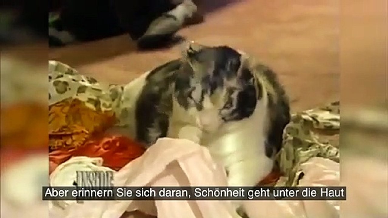 Diese Katze konnte ihre Jungen nicht bei einem Brand sterben lassen. Was sie getan hat, wird Sie zu Tränen rühren.