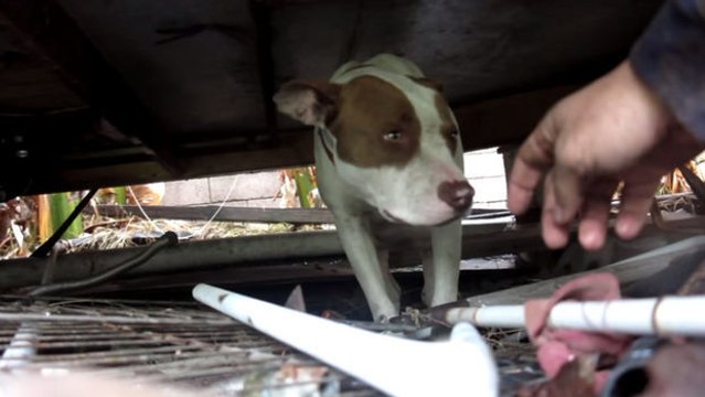 Diese tragende Hündin ist in einem schlechten Zustand und dadurch einem großen Risiko ausgesetzt. Diese Geschichte wird Sie bewegen.