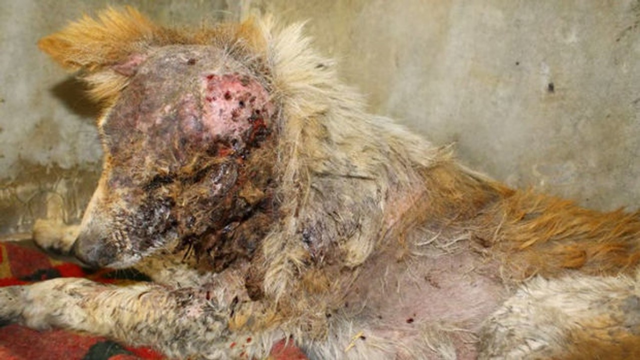 Wenn er auf der Straße geblieben wäre, hätte dieser Hund sterben können. Aber seine Retter haben ein Wunder vollbracht.