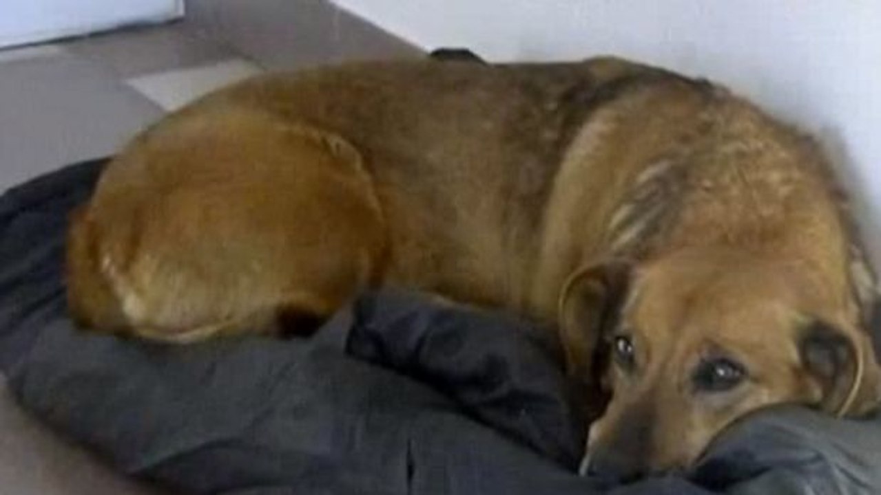 Dieser Hund wartet seit einem Jahr auf sein verstorbenes Herrchen. Niemand hat es geschafft, ihn weg zu bewegen