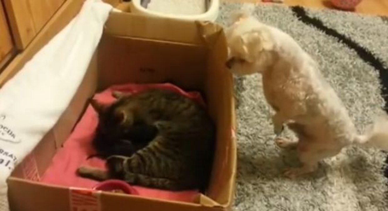 Dieser Hund entdeckt die neuen Kätzchen im Haus. Und er ist sehr fasziniert von den Kleinen!