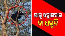 Wild Bear Spotted Atop Tree in Nabarangpur