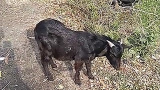 GOAT VIDEO | Cute Goat 