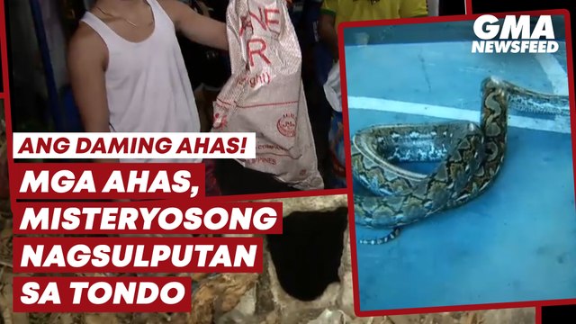 Mga ahas, misteryosong nagsulputan sa Tondo | GMA News Feed