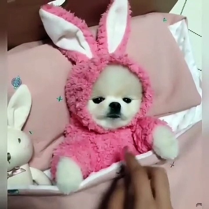 Cute Dog - #33