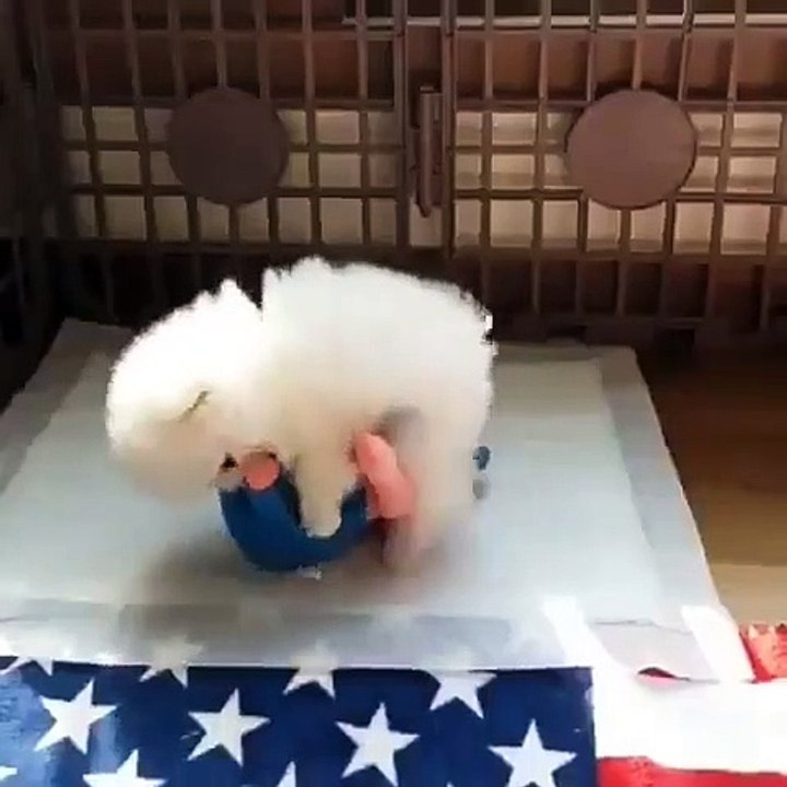 Cute Dog - #34
