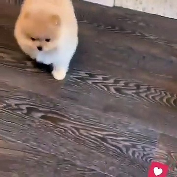 Cute Dog - #37