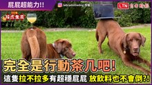 特技寵物篇9-4》完全是行動茶几！拉拉屁股一翹秒變平穩桌面 放高腳杯也不會倒！