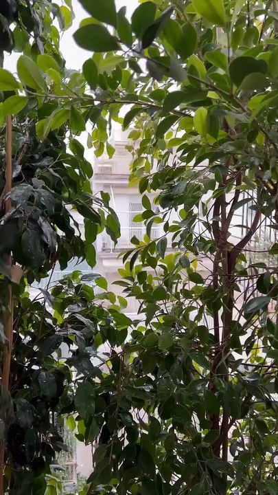 Κακοκαιρία Ελπίδα:  Λάκης Λαζόπουλος