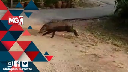 MG VIRAL : Kampung Kelongkong 'Diserang' Babi Hutan