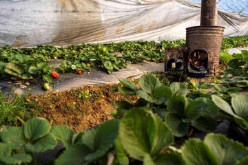 Çilek seralarında don tehlikesine karşı sobalı önlem