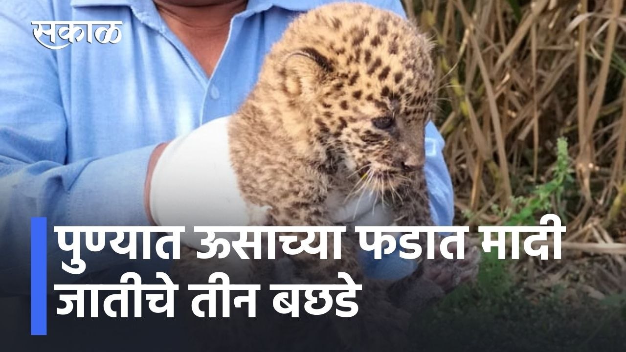 Pune News Updates l पुण्यात ऊसाच्या फडात मादी जातीचे तीन बछडे l Sakal