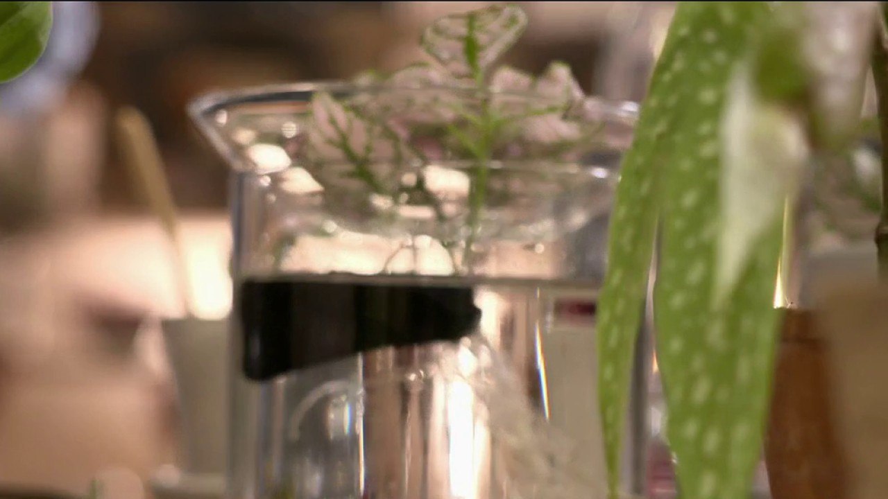 Jardin - Boutures : les plantation à portée de main