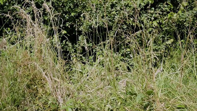 British Police Our Toughest Cases S01E05 Alun Kyte: The Midlands Ripper