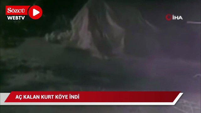 Aç kalınca köye inen kurt kameraya yansıdı