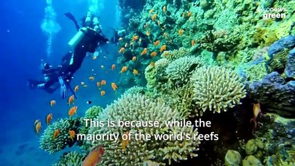 How the largest mooring system in the world is saving Egypt’s corals