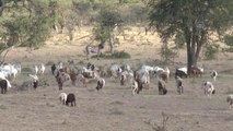 Masai Mara'da evcil ve vahşi hayvanlar bir arada yaşam mücadelesi veriyor