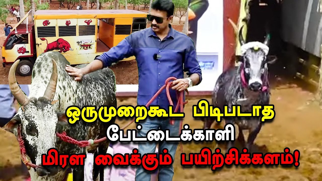 பேட்டைக்காளி _ Ac Caravan-ல் ஜல்லிக்கட்டுக் களத்துக்குச் செல்லும்  காளை _ செந்தில் தொண்டமான்