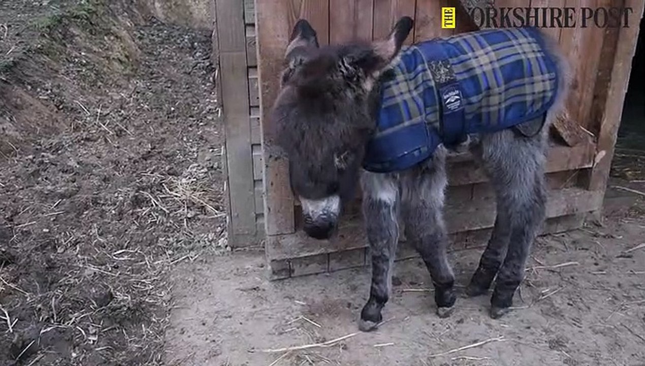 Donkey Foal at Dewsbury