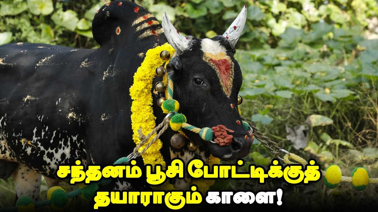 பள்ளிக்குச் செல்லும் பிள்ளை போல் மஞ்சுவிரட்டுக்குத் தயாராகும் காளைகள்! _ Ananda Vikatan