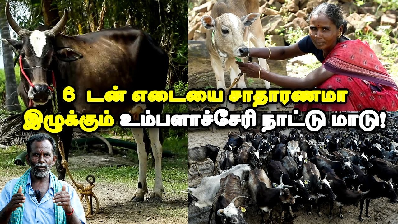 மிரட்டும் திமில் ; குதிரையின் திறன்... ஜல்லிக்கட்டில் கலக்கும் உம்பளாச்சேரி நாட்டுமாடுகள