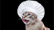 Cuisine Actuelle - Un chat qui cuisine : KittyGod le compte TikTok aux 4,8M d'abonnés