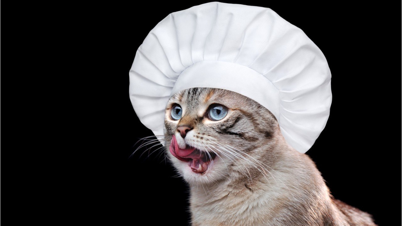 Cuisine Actuelle - Un chat qui cuisine : KittyGod le compte TikTok aux 4,8M d'abonnés