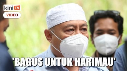 'Pembalakan bagus untuk harimau' - Jabatan Perhutanan K'tan