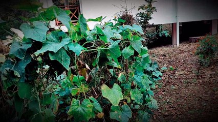 SULLEN SILENCE short fiction film