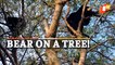 Terrified Wild Bear Climbs Atop Tree; Triggers Panic Among Villagers