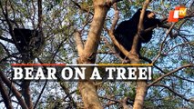 Terrified Wild Bear Climbs Atop Tree; Triggers Panic Among Villagers