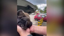 Tráfico de animais: Delegado salva macaco-prego que estava sendo revendido em Curitiba