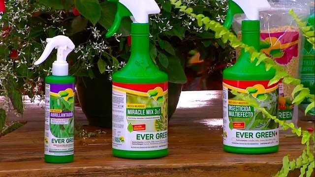 bd-publireportaje-evergreen-240122