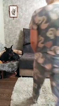 Confused Doggy Makes Her Presence Felt