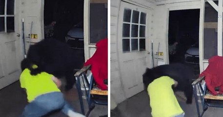 En Floride, un homme a combattu un ours noir pour sauver ses chiens
