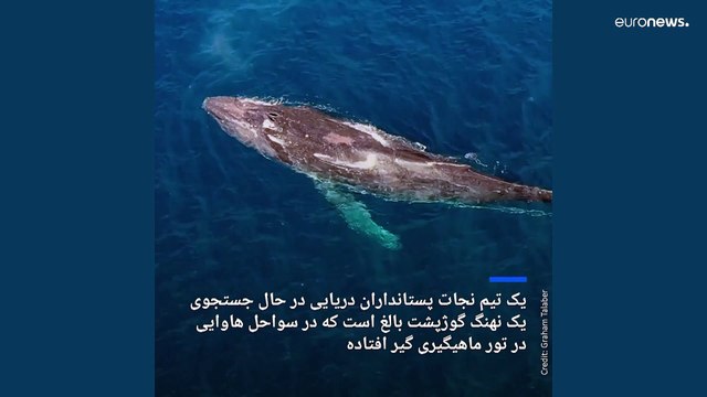 جستجو برای نهنگ گوژپشت در بند ادامه دارد