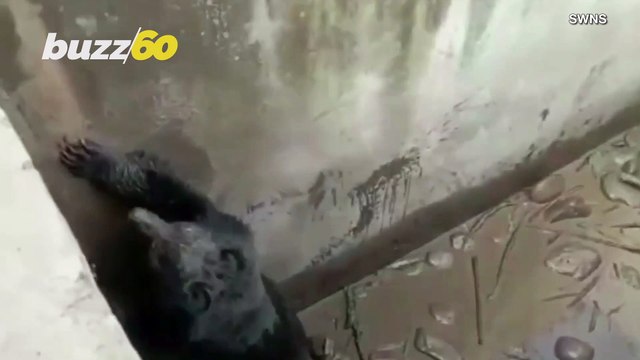 Must-See! Grumpy Bear That Fell Into Water Tank Rescued by Locals in India!