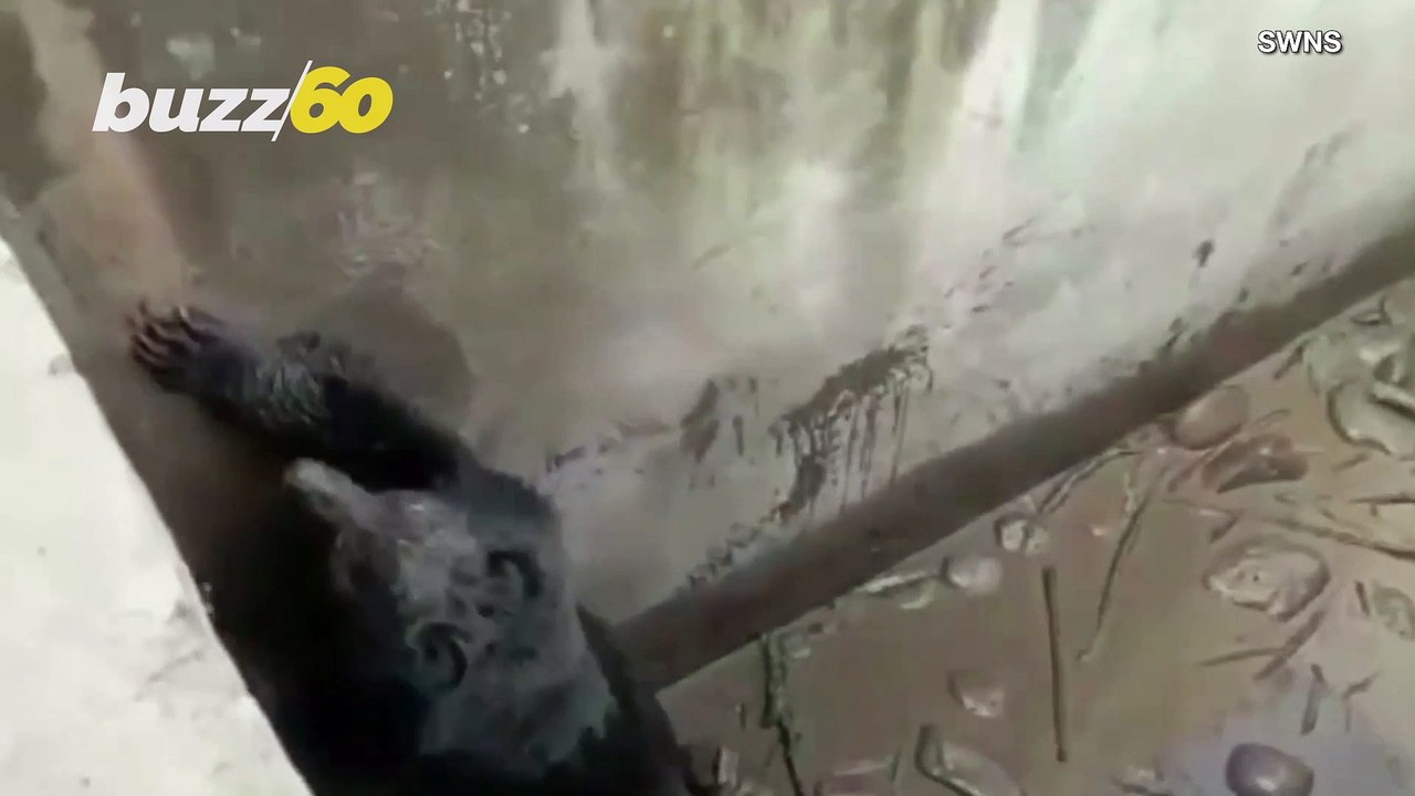 Must-See! Grumpy Bear That Fell Into Water Tank...
