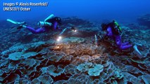 Un grand récif de corail sain découvert au large de Tahiti