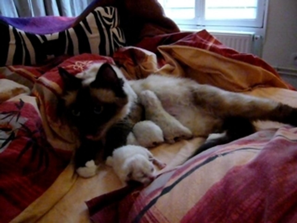 Petits chatons Sacré de Birmanie avec leur maman