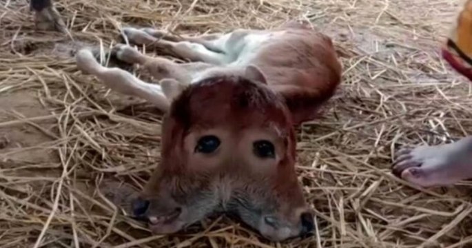 Naissance rare d'un veau à 2 têtes et 4 yeux, en Inde
