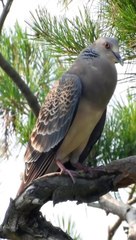 Suara burung terkukur yang aneh