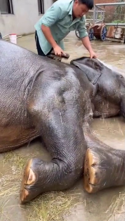 Memandikan hewan gajah besar