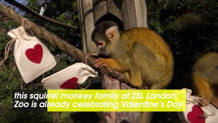 Come On This Valentine’s Day Journey With These Squirrel Monkeys and Their Treat Bags