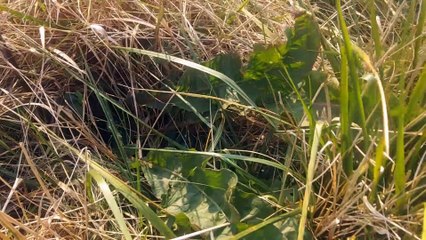 Silent WIld Food Forest Walkaround